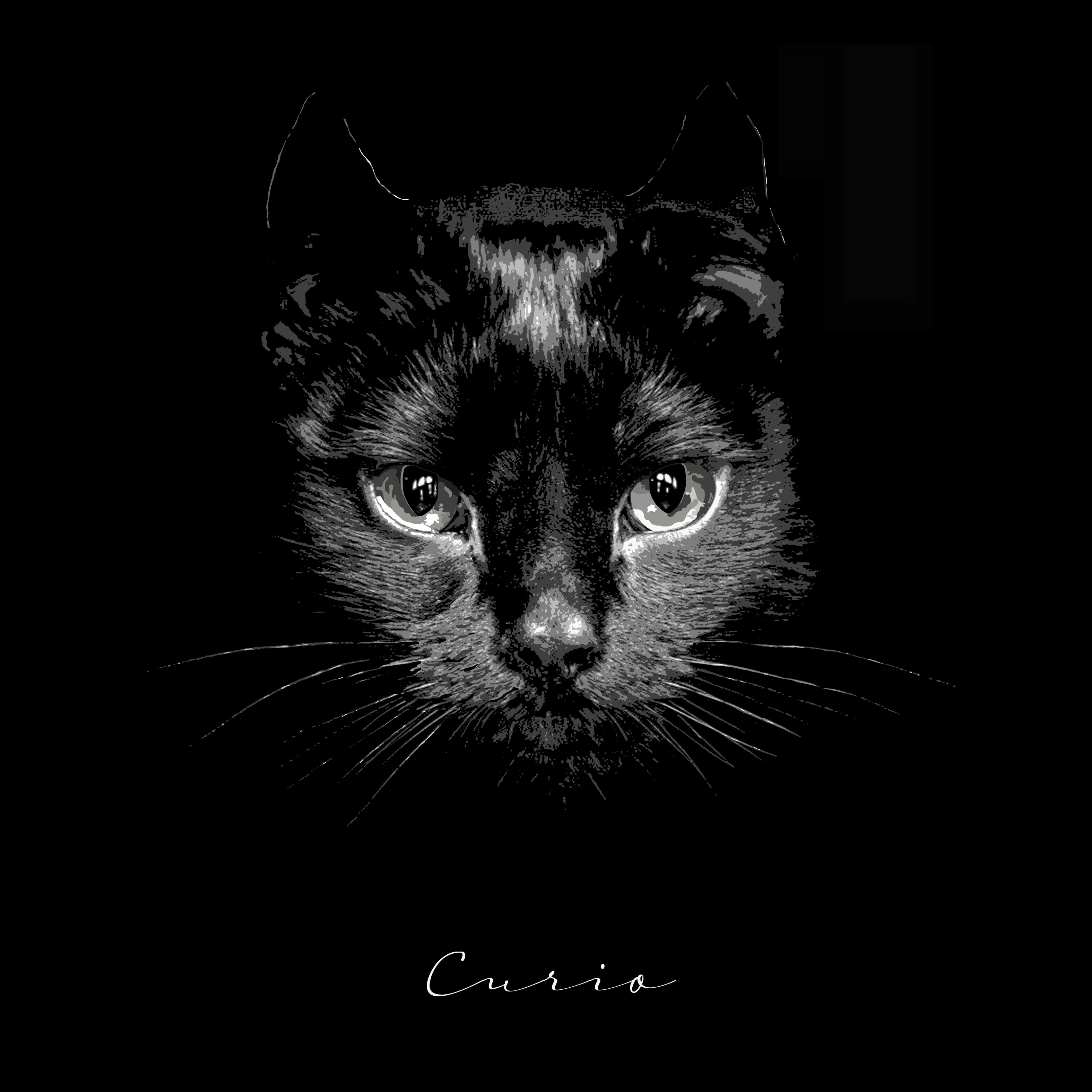 High Gloss on Aluminium, Black Cat with Signature Portrait treatment