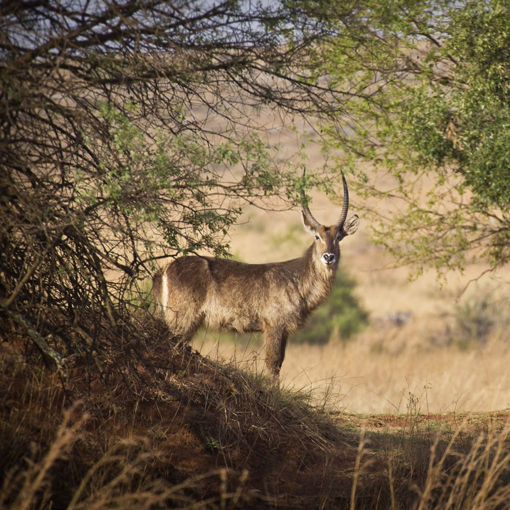 Johannesburg, Waterbuck, Gauteng Province, SOUTH AFRICA, Kruger National Park, Horned beast, deer, travel in South Africa