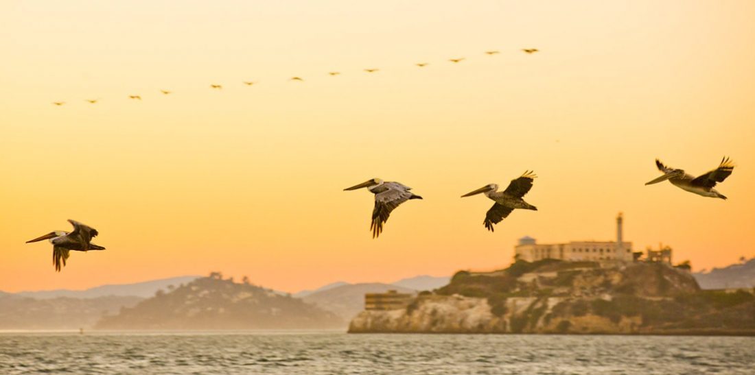 San Francisco, Pelicans over Alcatraz, USA, pelicans in flight, Alcatraz Island, Sunset over Alcatraz, Pier 39, San Francisco Bay, SF